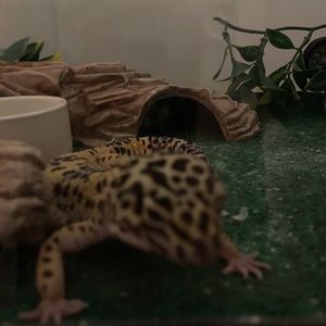 Meet your Posher, Al